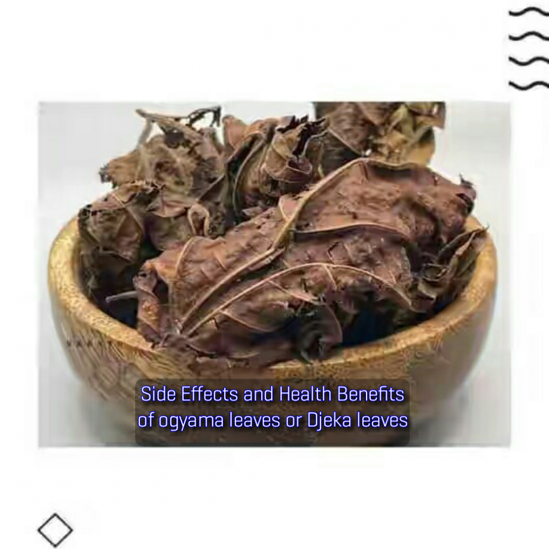 Health benefits of djeka leaves Side Effects and Health Benefits of ogyama leaves or Djeka leaves