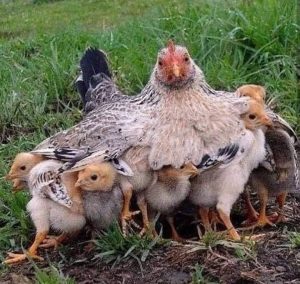 How to reduce chick mortality in poultry farming