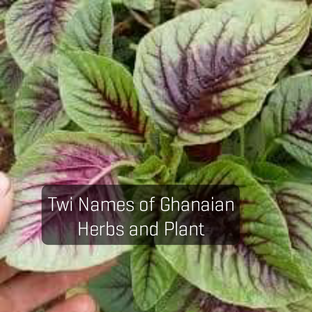 Herbs and their Twi names and uses - Nigerian Health Blog