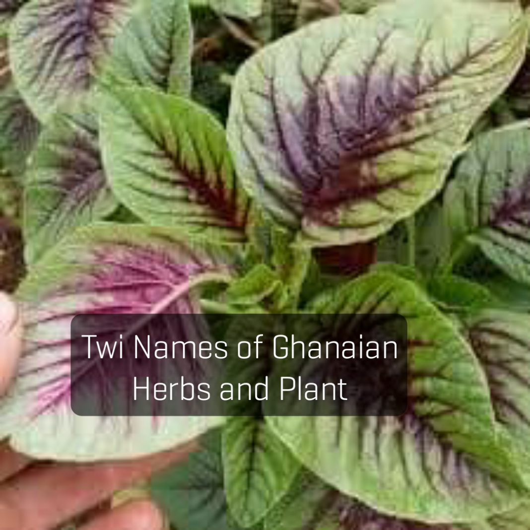 Herbs and their Twi names and uses