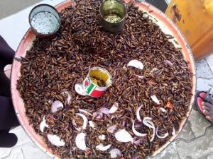 Nutritional Value & Health benefits of termites (Health benefits of Aku)