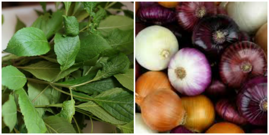 Scent leaf and onions combo Health benefits of scent leaf and onions