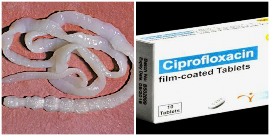 Can cipro kill tapeworms?