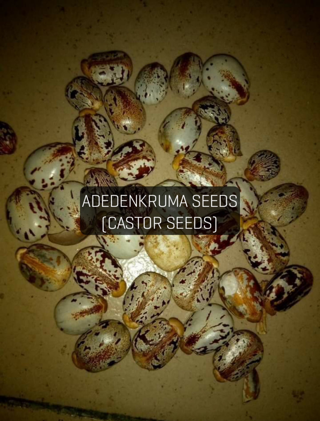ADEDENKRUMA SEEDS and LEAVES Health BENEFITS