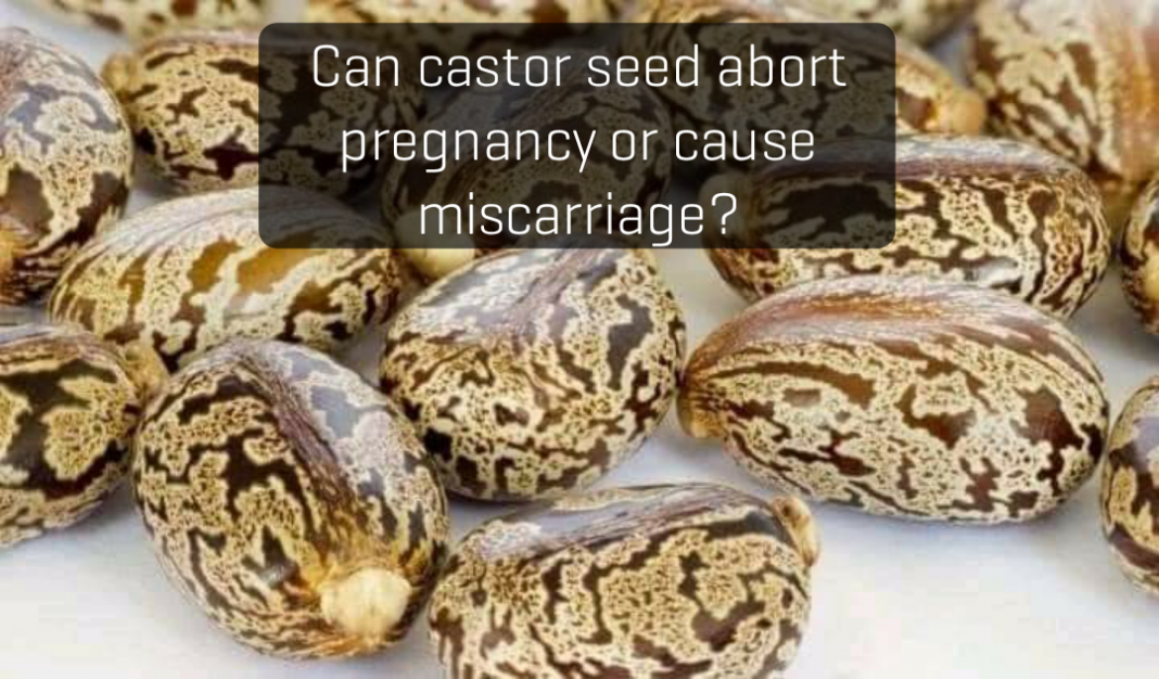 Can castor seed abort pregnancy or cause miscarriage?