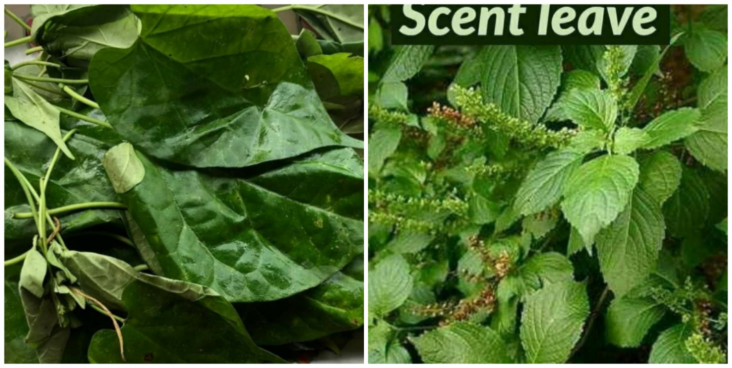 Health benefits of scent leaf and utazi leaf