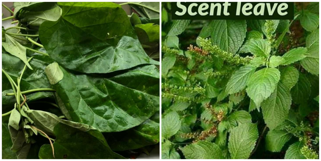 Health Benefits Of Scent Leaf And Utazi Leaf Nigerian Health Blog Health Benefits Of Scent Leaf And Utazi Leaf Nigerian Health Blog