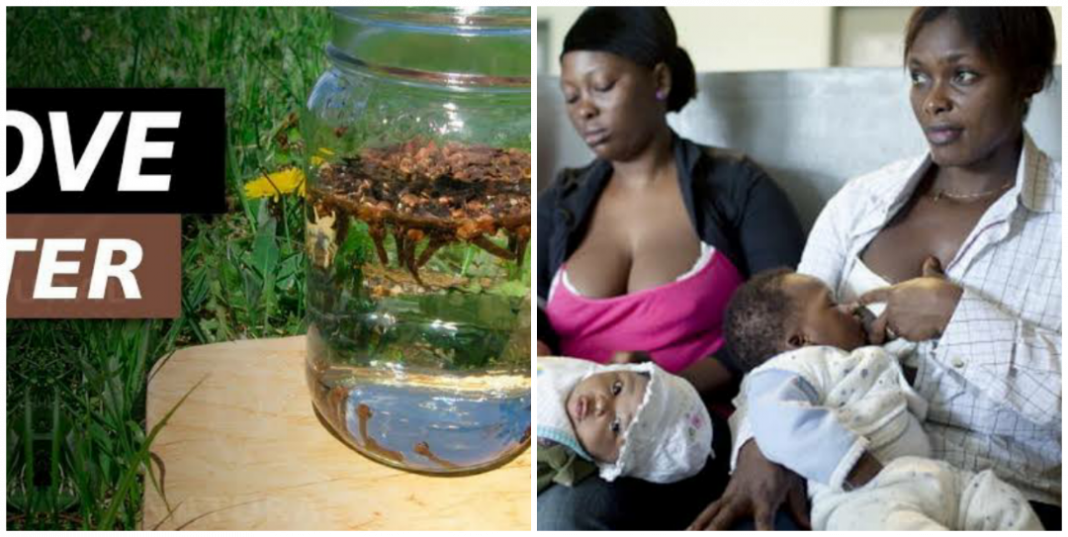 Can a nursing mother drink clove water? Can a nursing mother drink clove water?