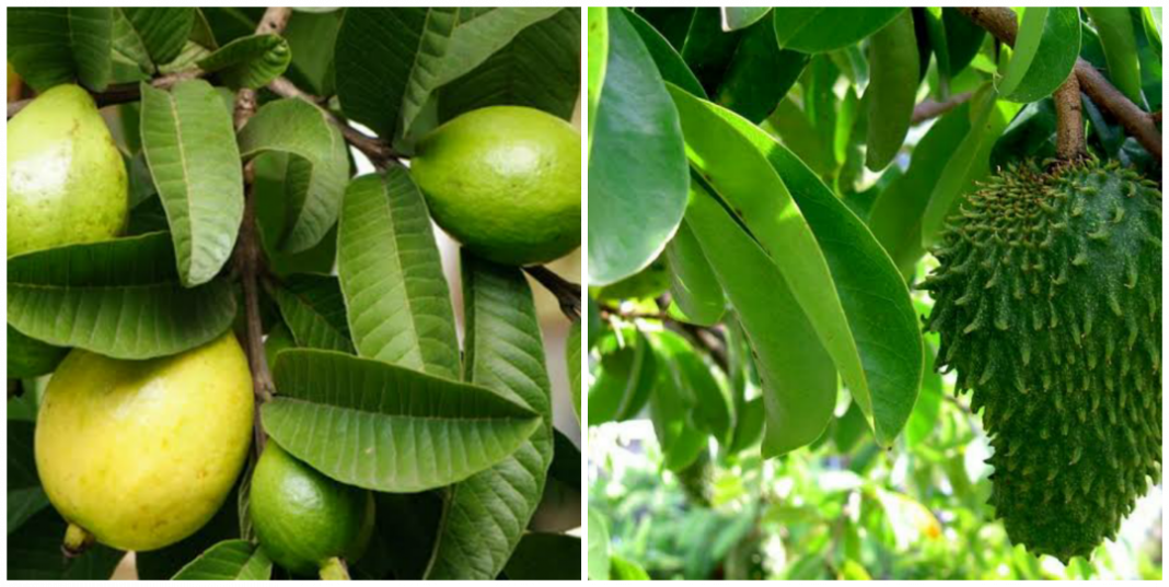 Health Benefits of soursop leaves and guava leaves Health Benefits of soursop leaves and guava leaves