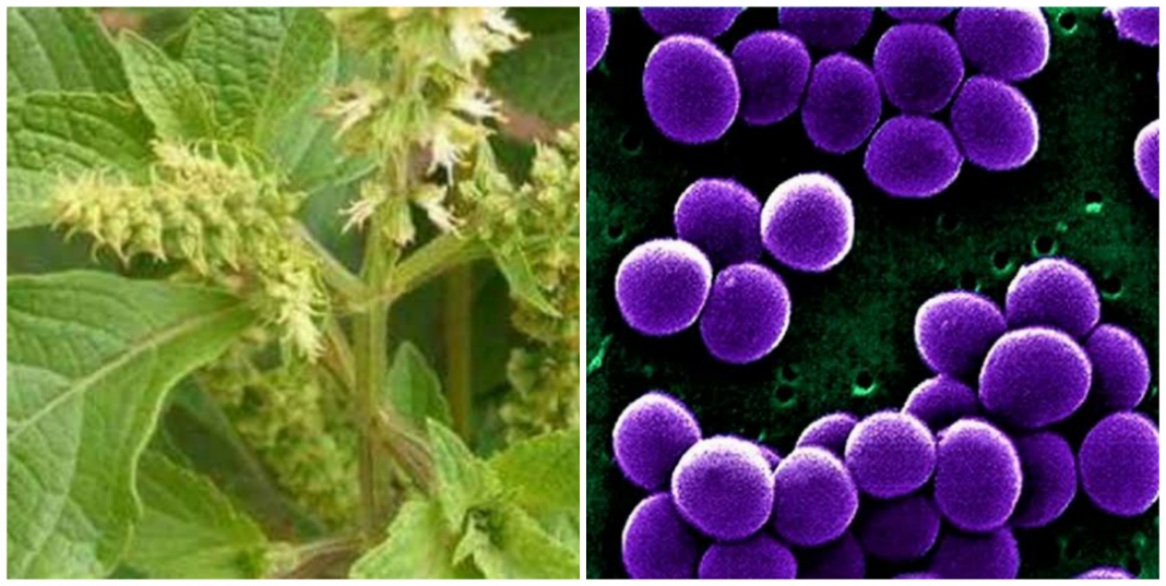 Can scent leaf cure Staphylococcus aureus?