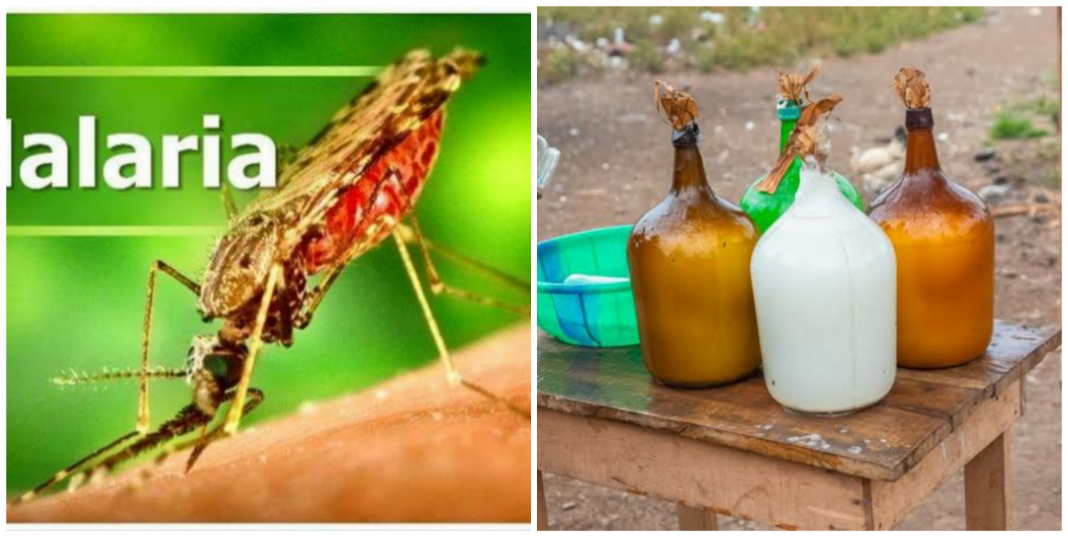 Can palm wine cure malaria? Can palm wine cure malaria?