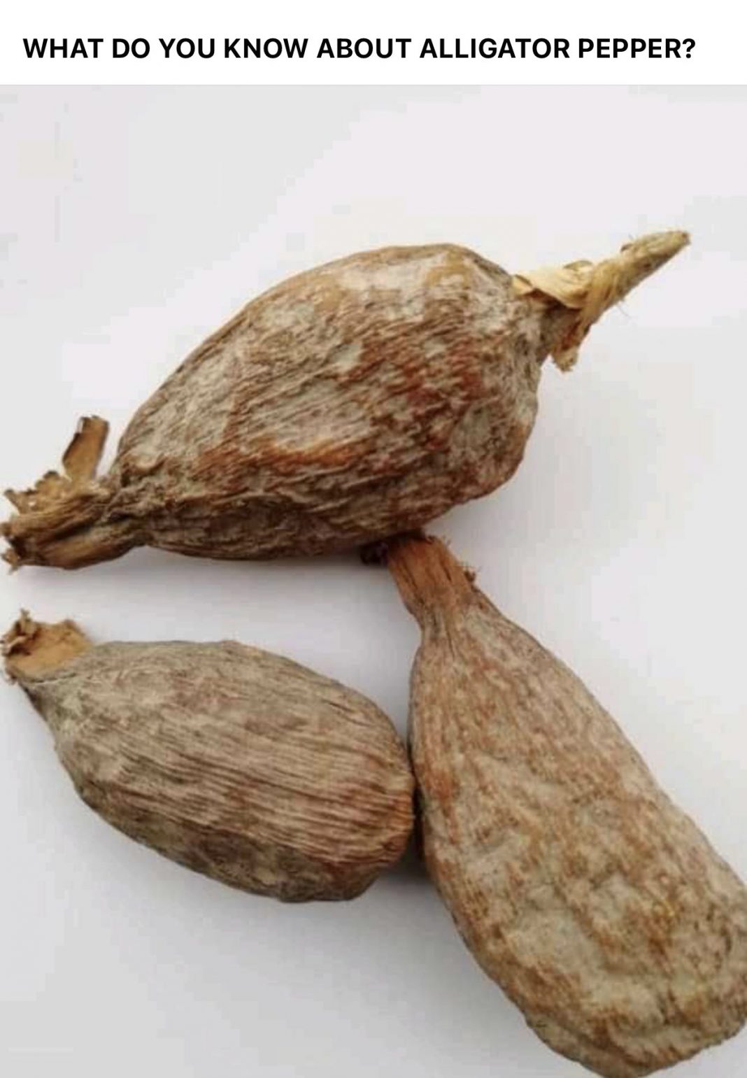 Is alligator pepper good for low blood pressure? Is alligator pepper good for low blood pressure?