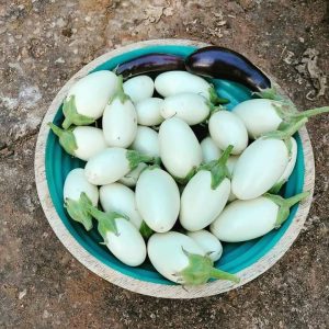 What is the medicinal benefits of garden egg?