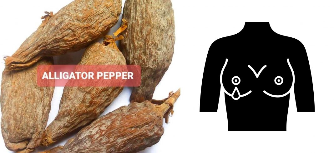 Alligator Pepper and breast discharge Alligator pepper and high prolactin: Can alligator pepper stop breast discharge?