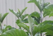 Health Benefits of Mululuza (Bitter Leaf) Health Benefits of Mululuza (Bitter Leaf)