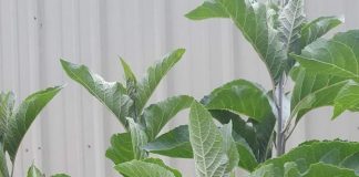 Health Benefits of Mululuza (Bitter Leaf) Health Benefits of Mululuza (Bitter Leaf)