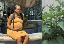 Can bitter leaf abort pregnancy? (Bitter leaf and Miscarriage) Can bitter leaf abort pregnancy? (Bitter leaf and Miscarriage)