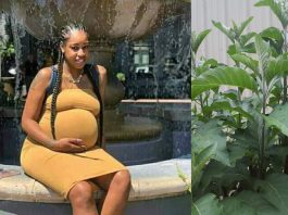 Can bitter leaf abort pregnancy? (Bitter leaf and Miscarriage) Can bitter leaf abort pregnancy? (Bitter leaf and Miscarriage)