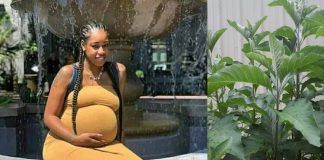 Can bitter leaf abort pregnancy? (Bitter leaf and Miscarriage) Can bitter leaf abort pregnancy? (Bitter leaf and Miscarriage)