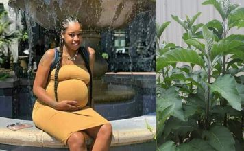 Can bitter leaf abort pregnancy? (Bitter leaf and Miscarriage) Can bitter leaf abort pregnancy? (Bitter leaf and Miscarriage)