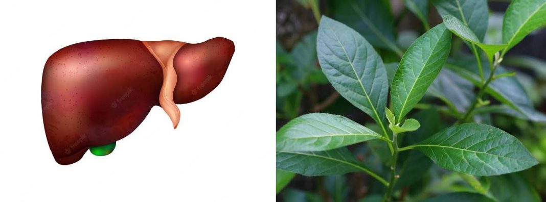 Side effect of bitter leaf on the liver