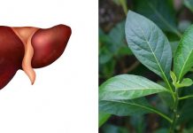 Side effect of bitter leaf on the liver Side effect of bitter leaf on the liver