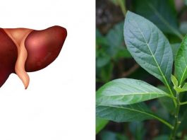 Side effect of bitter leaf on the liver Side effect of bitter leaf on the liver