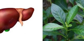 Side effect of bitter leaf on the liver Side effect of bitter leaf on the liver