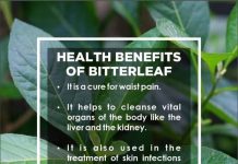 22 health benefits of bitter leaf – What can bitter leaf cure? 22 health benefits of bitter leaf - What can bitter leaf cure?
