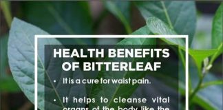 22 health benefits of bitter leaf – What can bitter leaf cure? 22 health benefits of bitter leaf - What can bitter leaf cure?