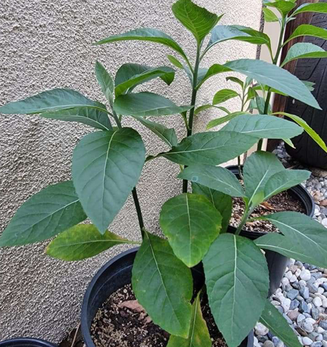 Bitter leaf juice and Ovulation: Is it good to drink bitter leaf water while menstruating?