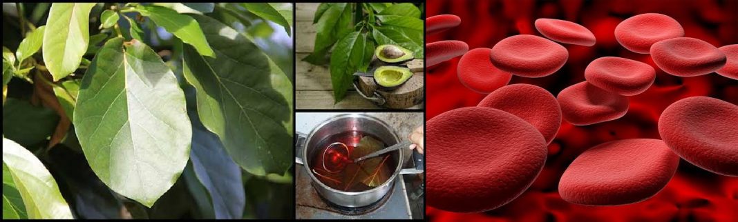 Avocado leaves for anemia - Do avocado leaves increase blood?