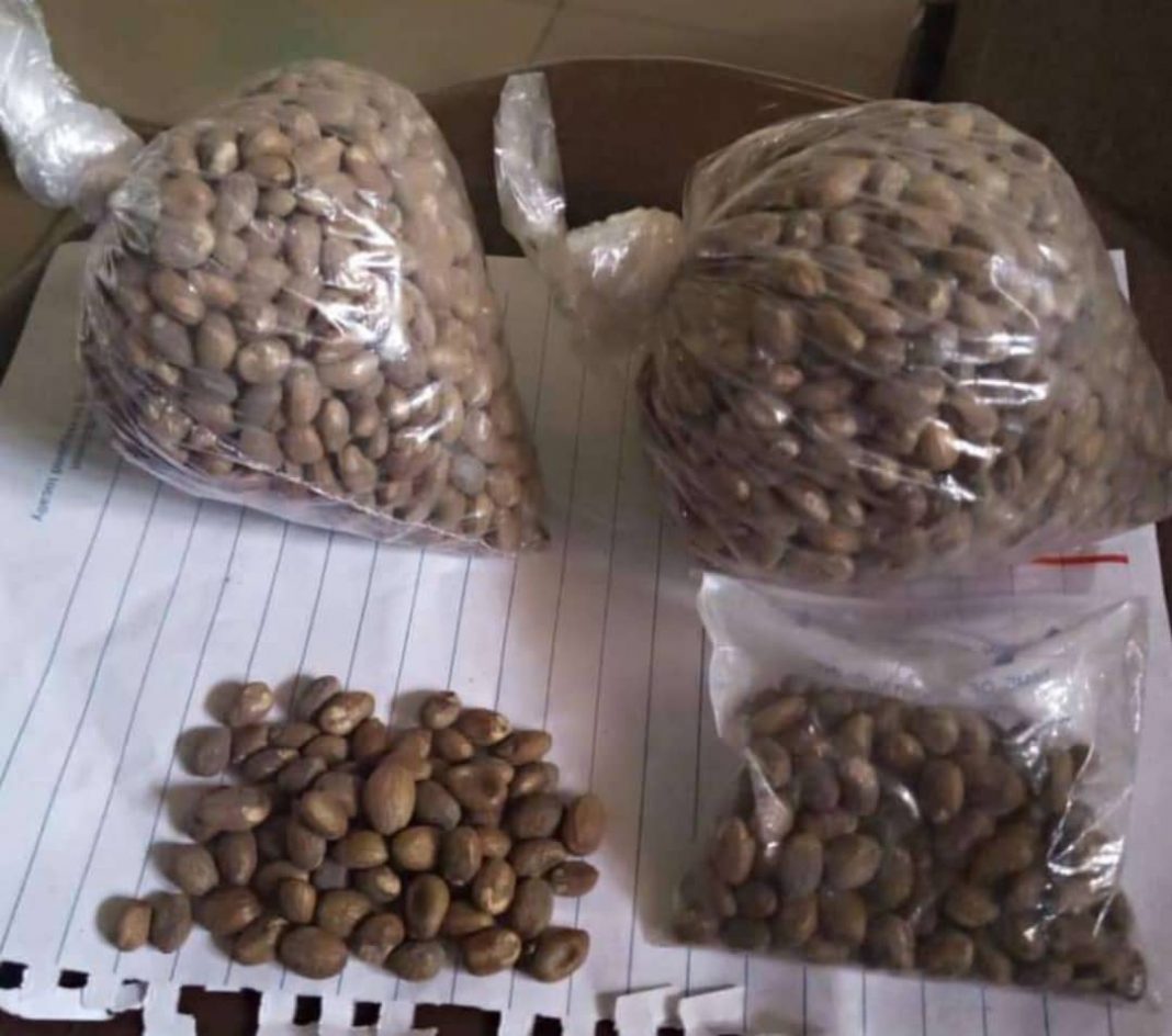 Miracle seed and pregnancy? Does ghana seed cause miscarriage? Miracle seed and pregnancy? Does ghana seed cause miscarriage?