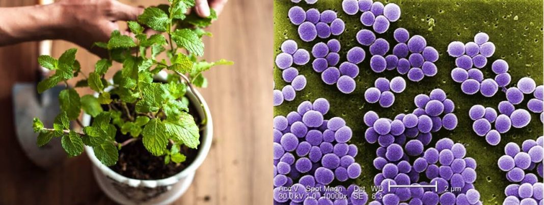Local herbs for treatment of Staphylococcus in Nigeria Local herbs for treatment of Staphylococcus in Nigeria