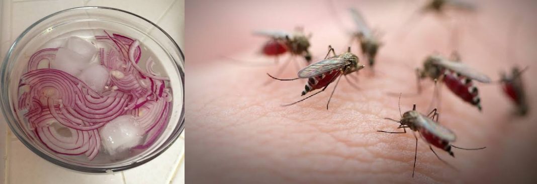 Is onion a mosquito repellant? See how to use onion to kill mosquito Is onion a mosquito repellant? See how to use onion to kill mosquito