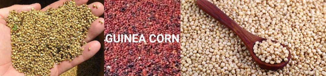 Difference between millet, sorghum and guinea corn Difference between millet, sorghum and guinea corn