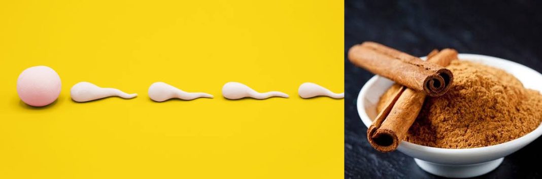 Cinnamon and sperm count Cinnamon for sperm count: Does cinnamon increase testosterone in males?