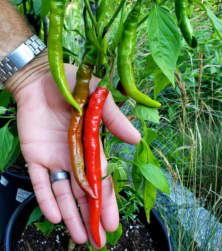 benefits-of-cayenne-pepper-sexually-nigerian-health-blog