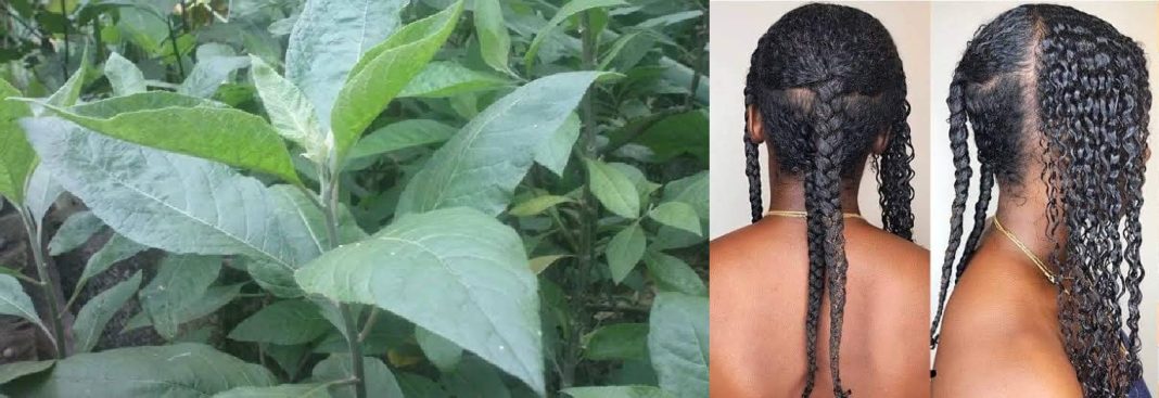 How to use bitter leaf for hair growth How to use bitter leaf for hair growth