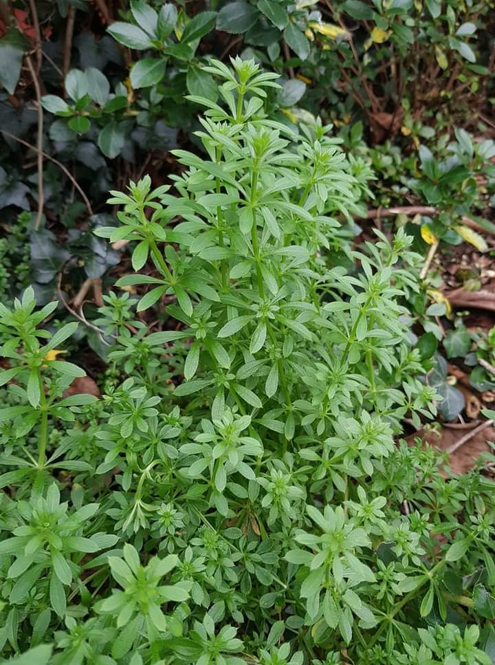 cleavers-herbs-health-benefits-uses-and-side-effects-nigerian-health