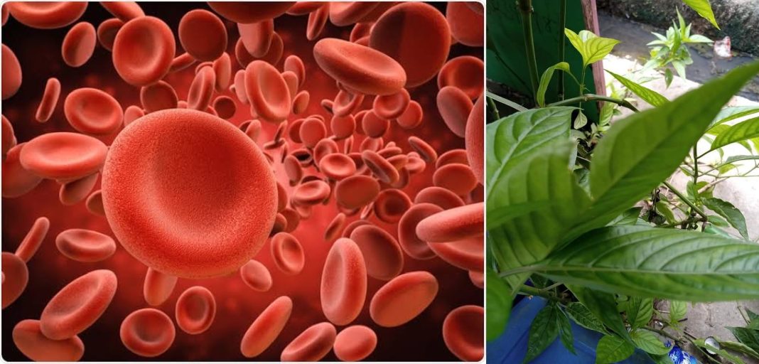 Ewe Eje - The natural blood tonic - how to use Ewe Eje - The natural blood tonic - how to use