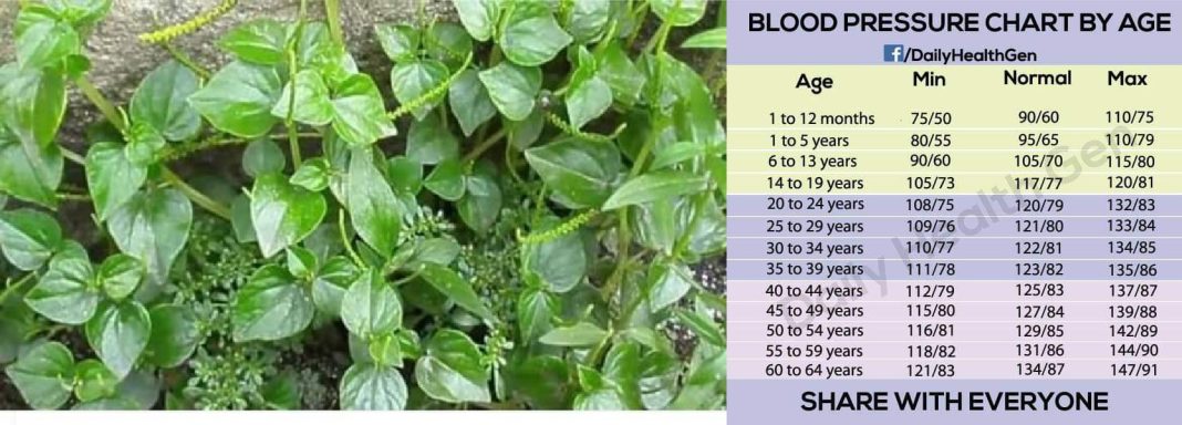 Herbal treatment for high blood pressure in Nigeria