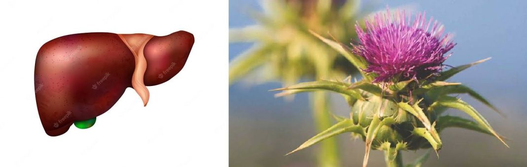 Best herbs for liver repair Best herbs for liver repair