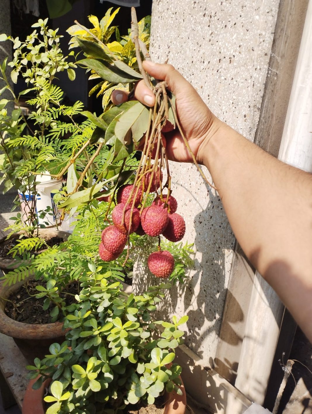 Myths and Facts about Litchi encephalitis (chamki bukhar): Does Litchi Cause Encephalitis?