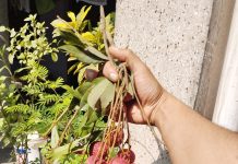 Myths and Facts about Litchi encephalitis (chamki bukhar): Does Litchi Cause Encephalitis? Myths and Facts about Litchi encephalitis (chamki bukhar): Does Litchi Cause Encephalitis?