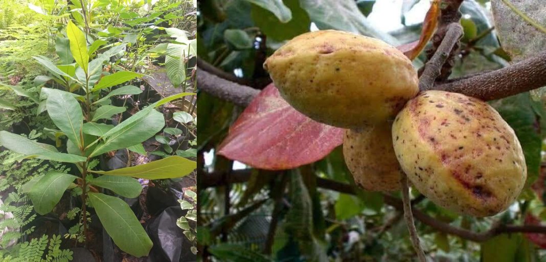 Tropical Almond Leaves Benefits Tropical Almond Leaves Benefits