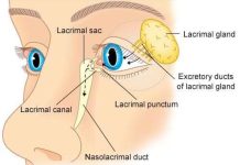 Why does your nose run when you cry anatomy? Why does your nose run when you cry anatomy?