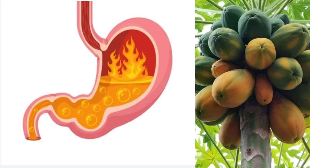Is pawpaw good for heartburn Is pawpaw good for heartburn