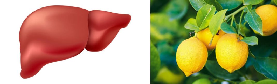 Lemon and liver health Lemon and liver health