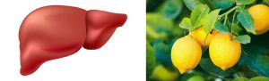 Lemon and liver health